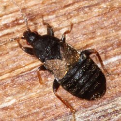 Xylocoris cursitans